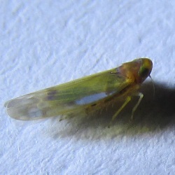 Eupteryx filicum